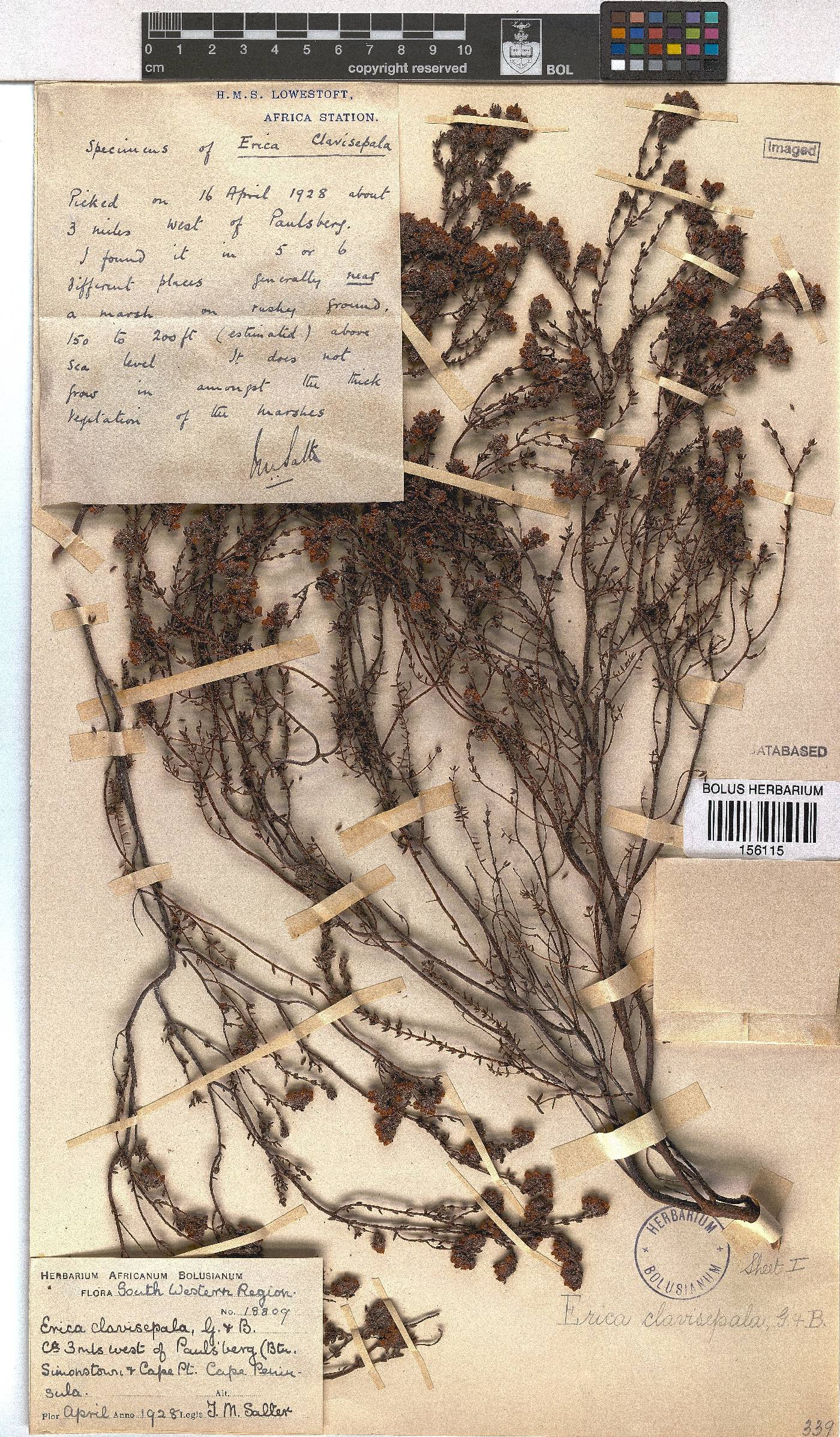 Erica clavisepala image