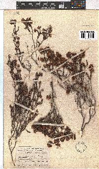 Erica clavisepala image