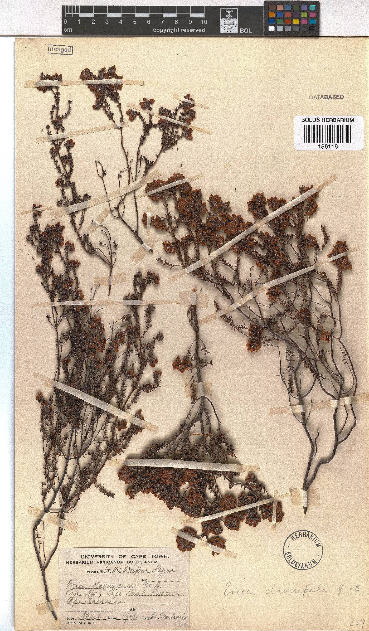 Erica clavisepala image