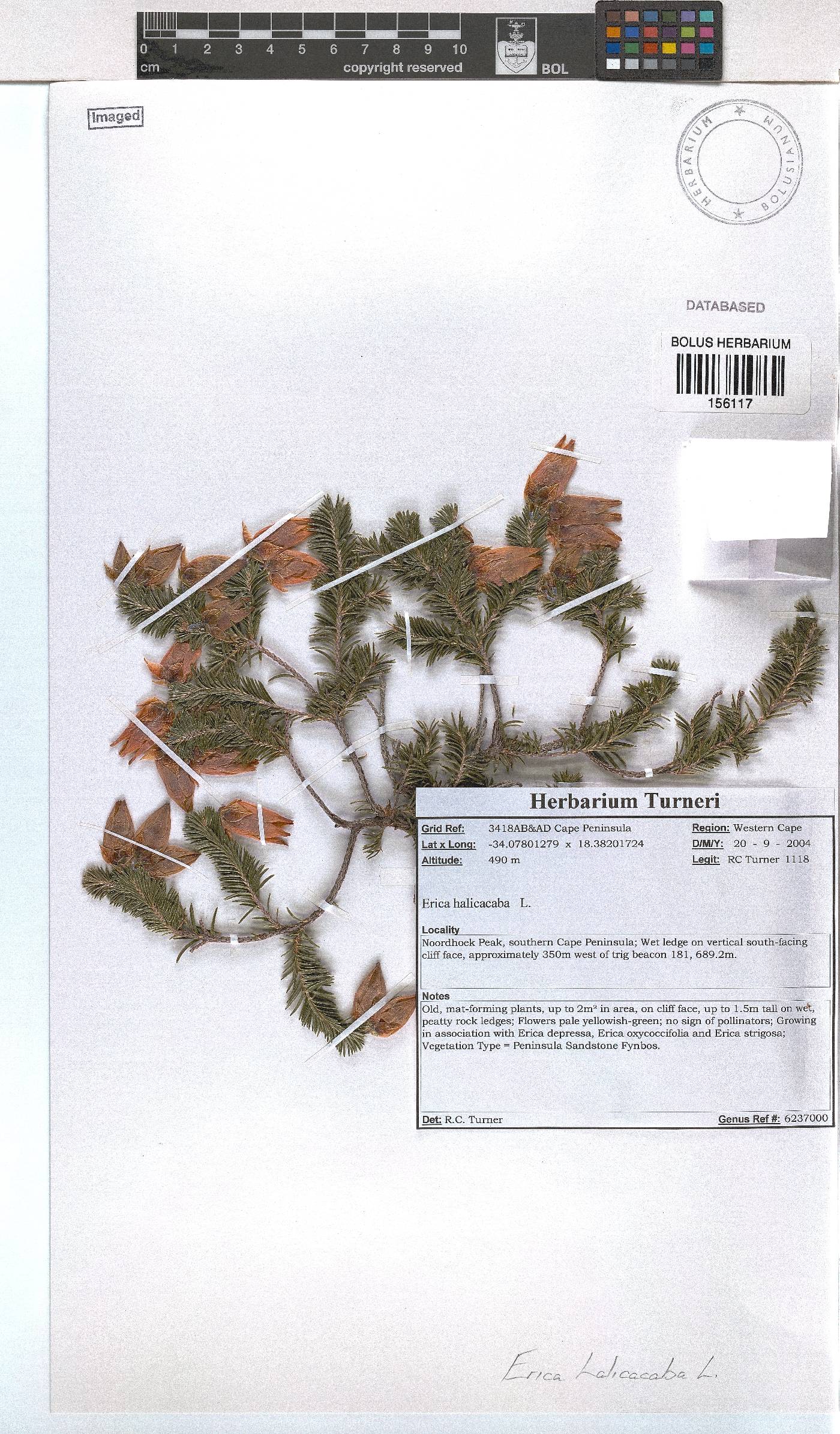 Erica halicacaba image
