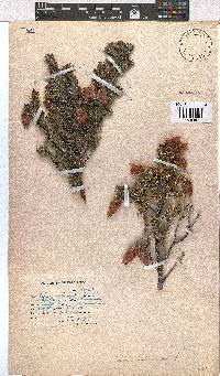 Erica halicacaba image