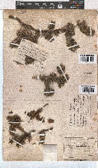 Erica halicacaba image