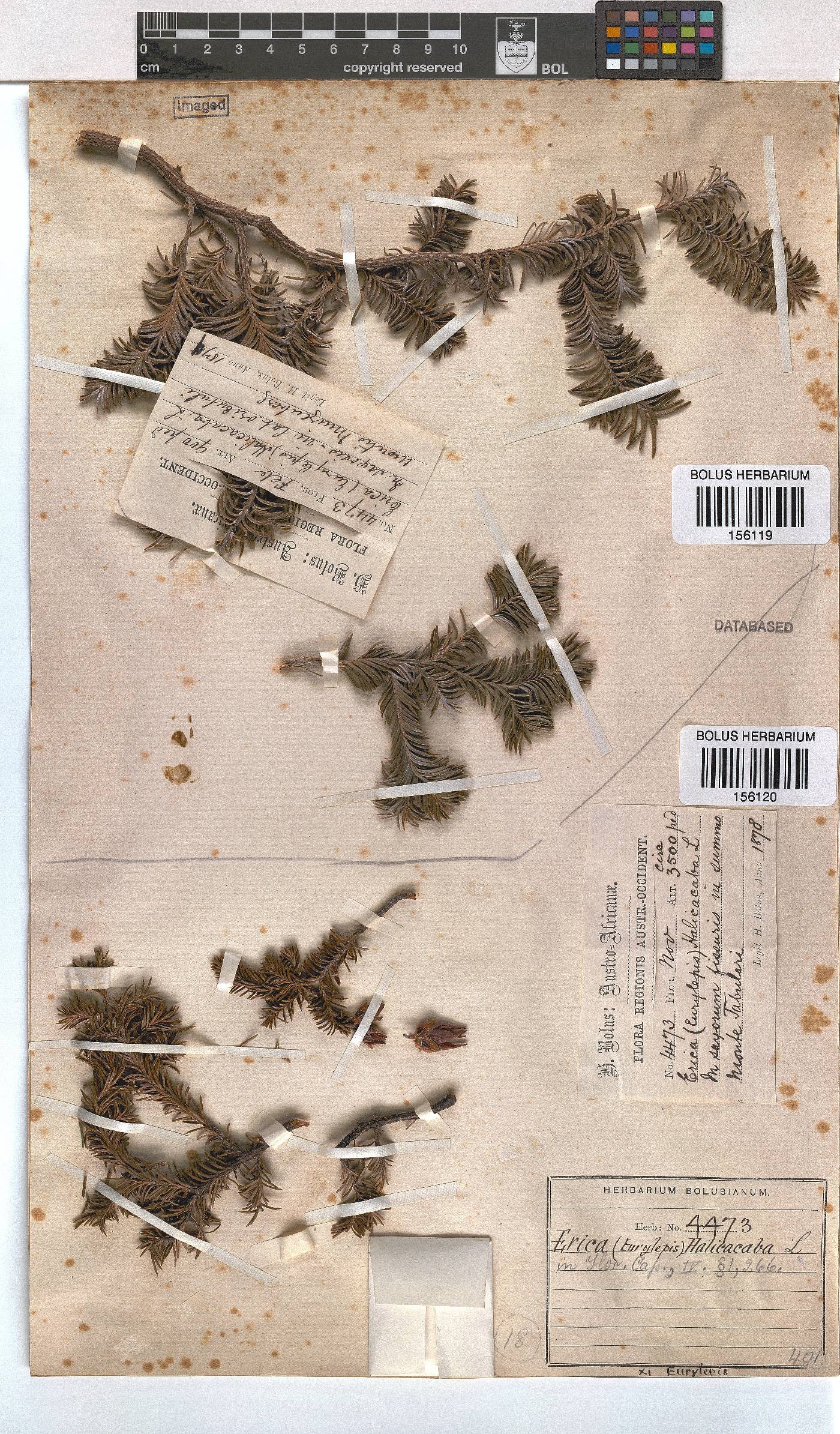 Erica halicacaba image