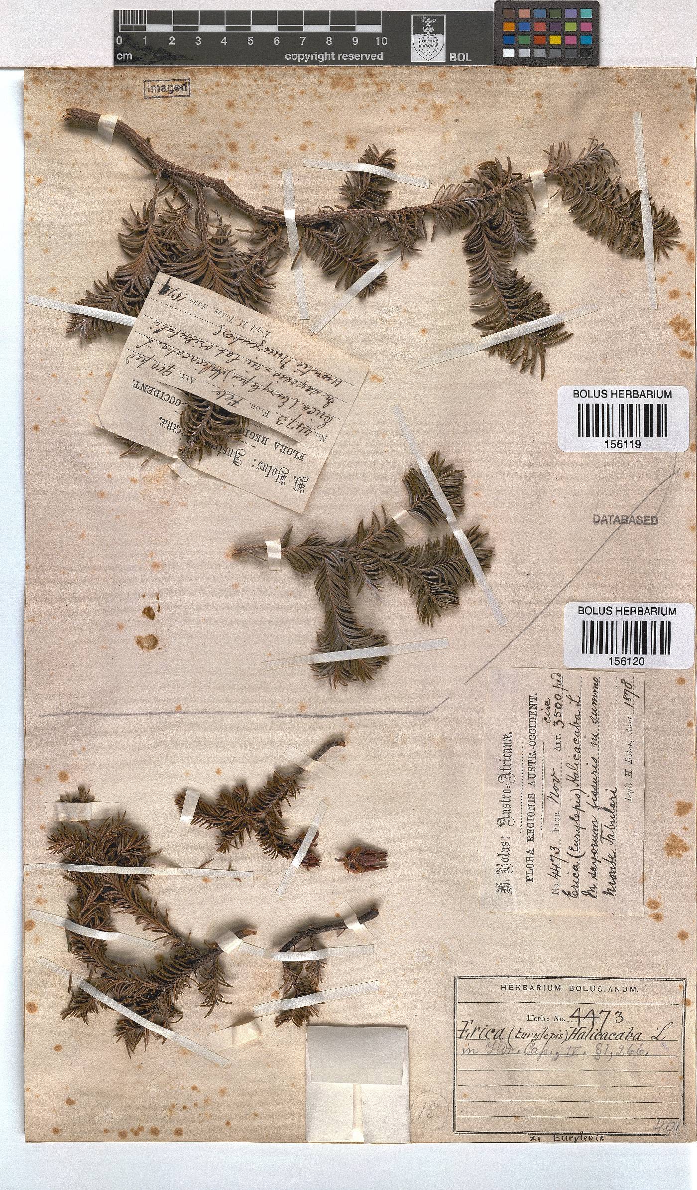 Erica halicacaba image