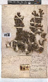 Erica halicacaba image