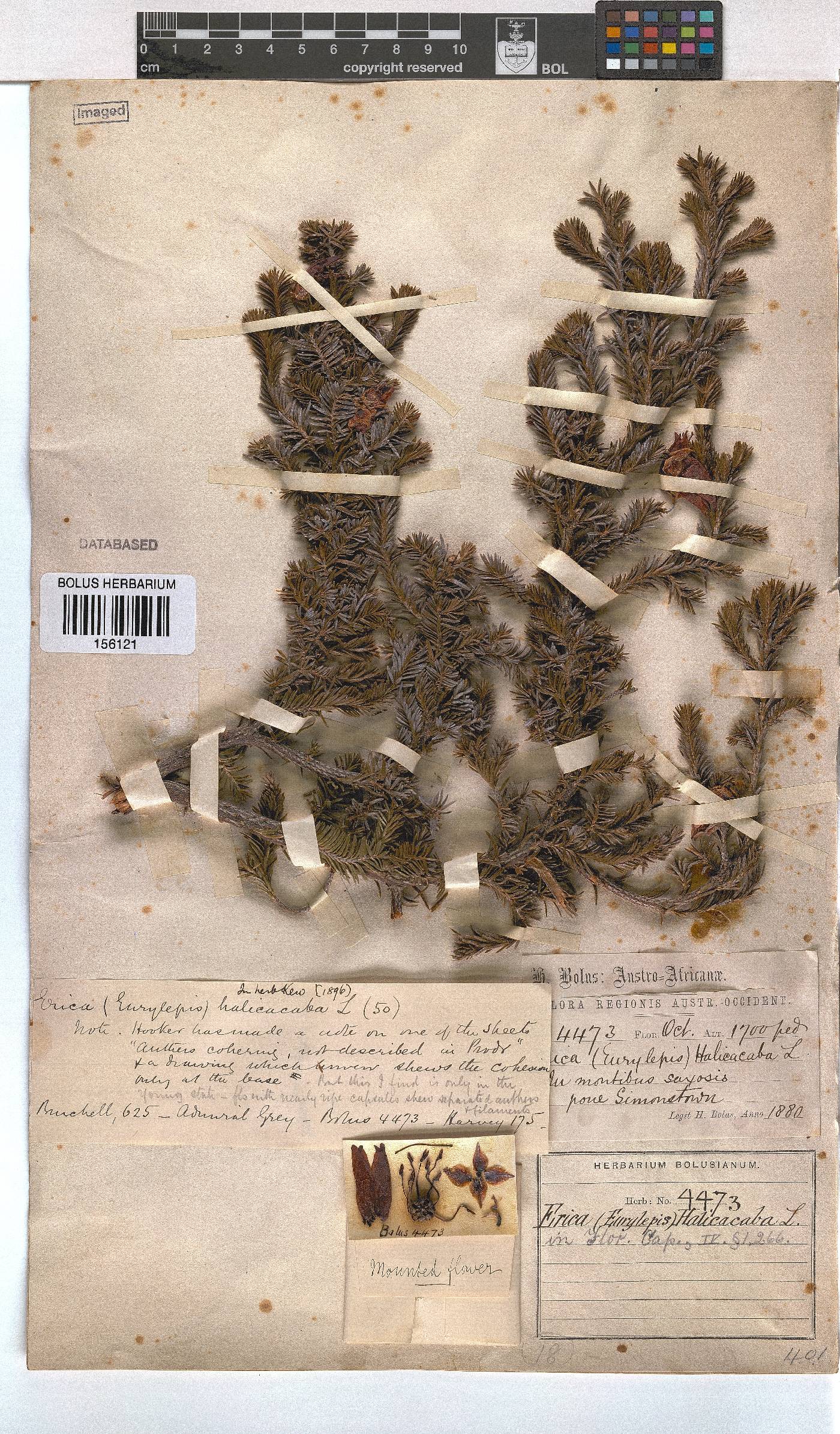 Erica halicacaba image