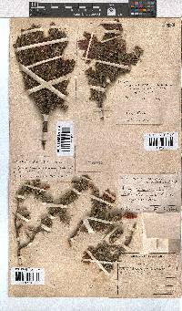 Erica halicacaba image