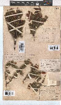 Erica halicacaba image