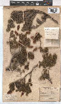 Erica halicacaba image