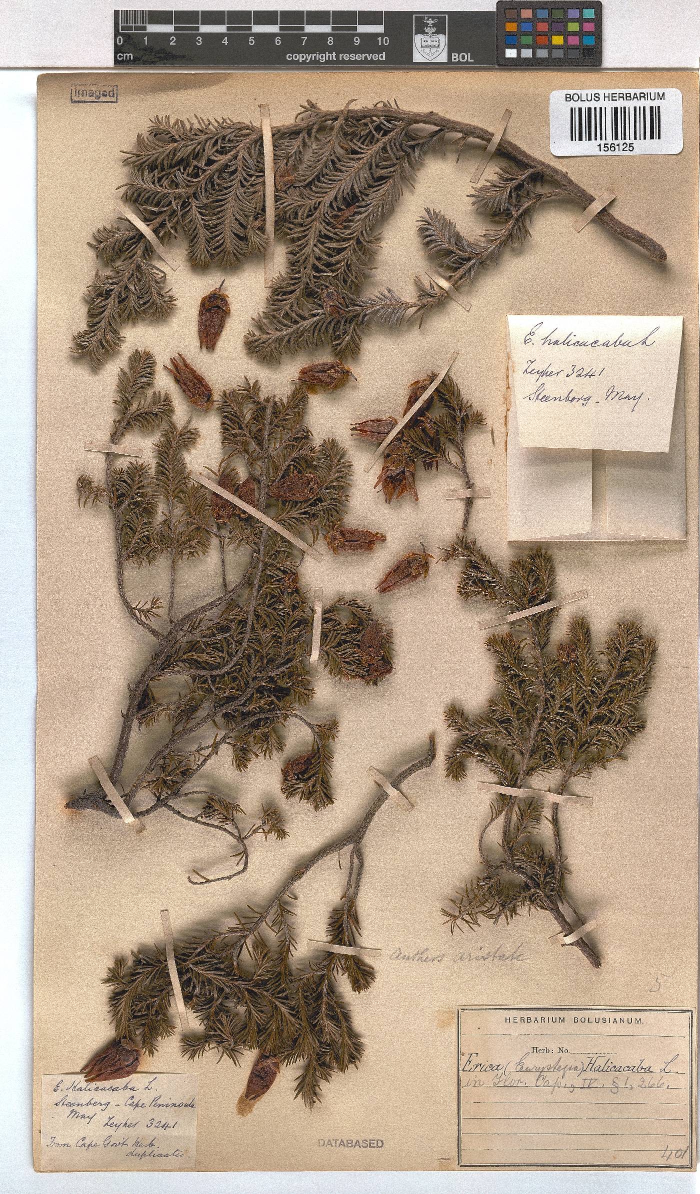 Erica halicacaba image