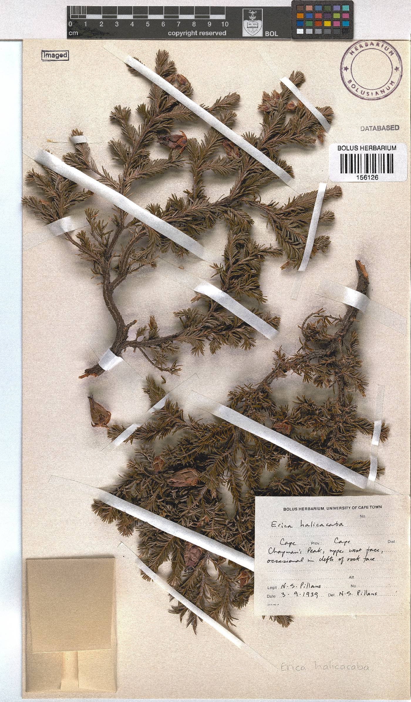 Erica halicacaba image