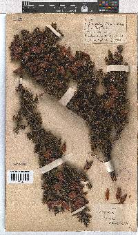 Erica halicacaba image