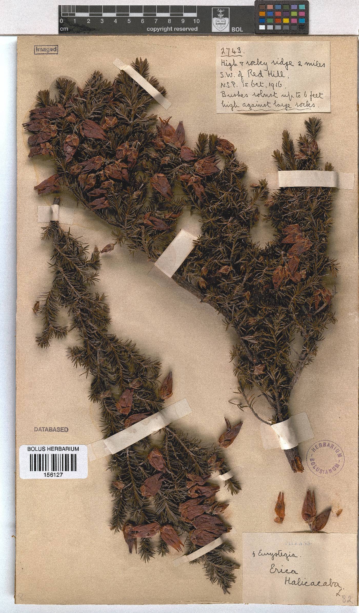 Erica halicacaba image