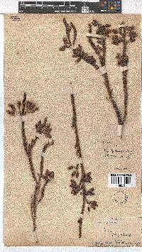 Erica urna-viridis image