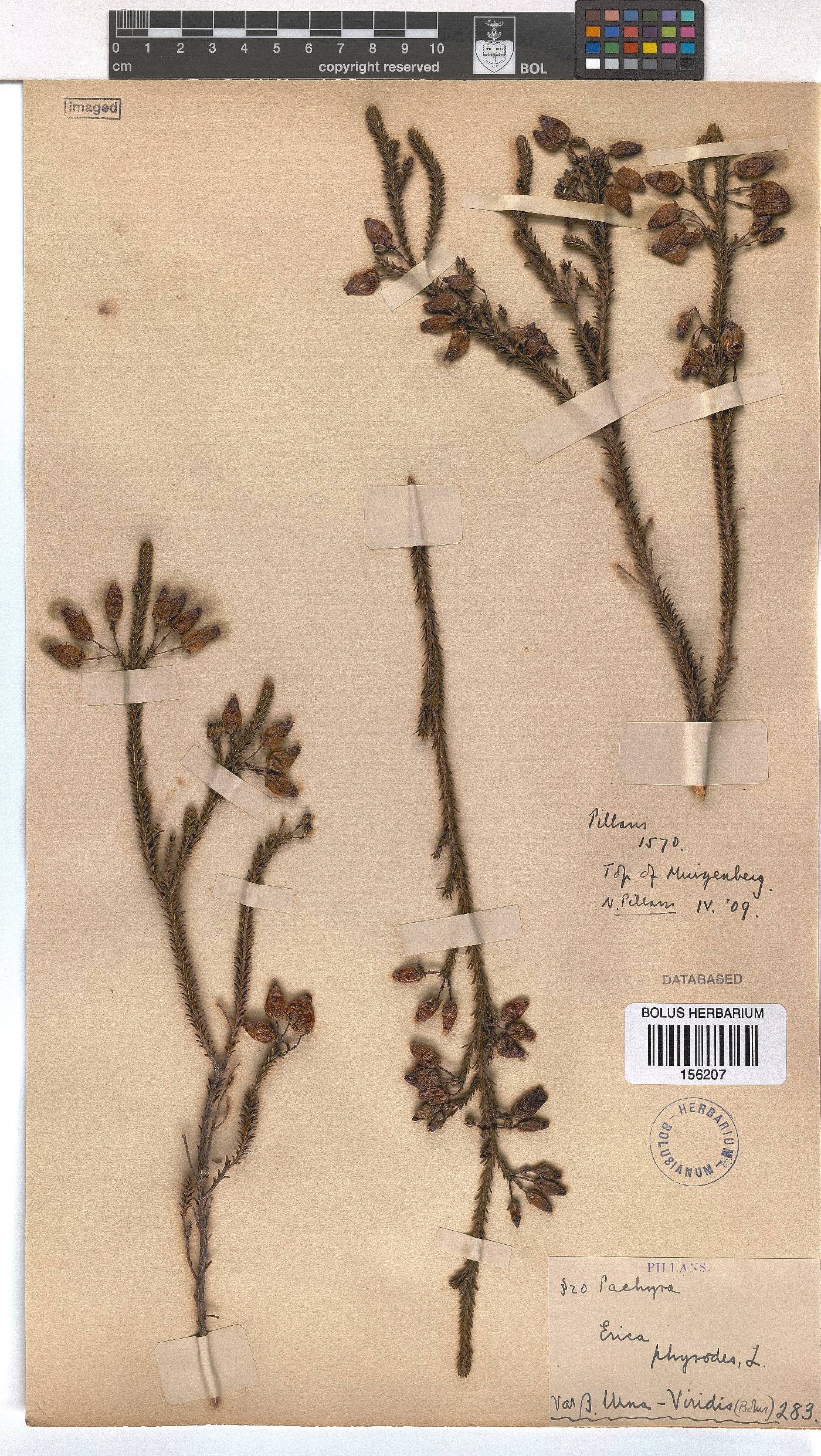 Erica urna-viridis image