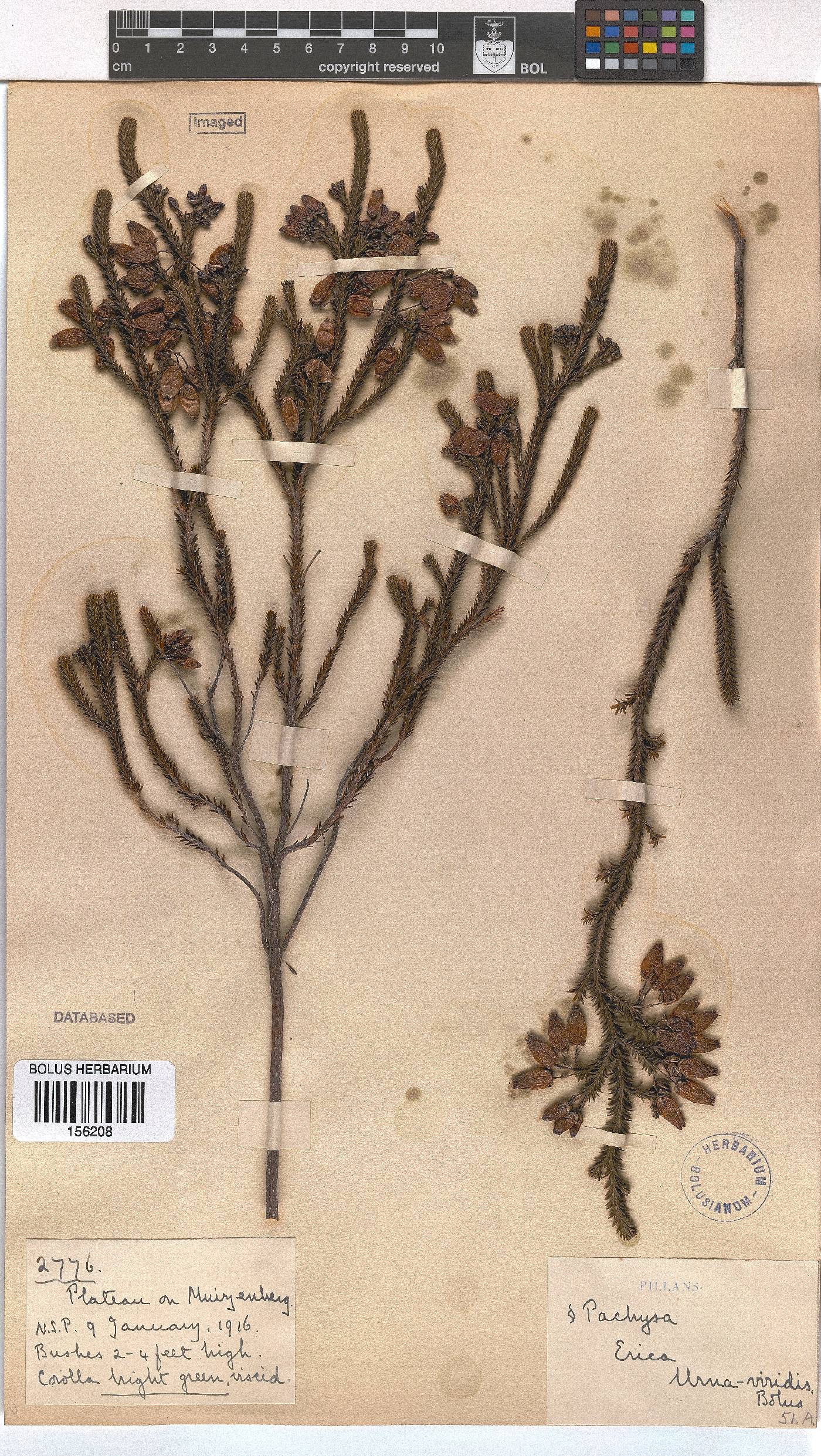 Erica urna-viridis image