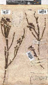 Erica urna-viridis image