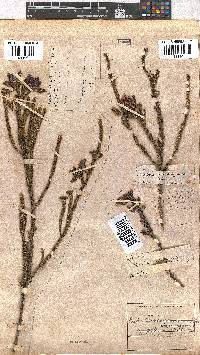 Erica urna-viridis image