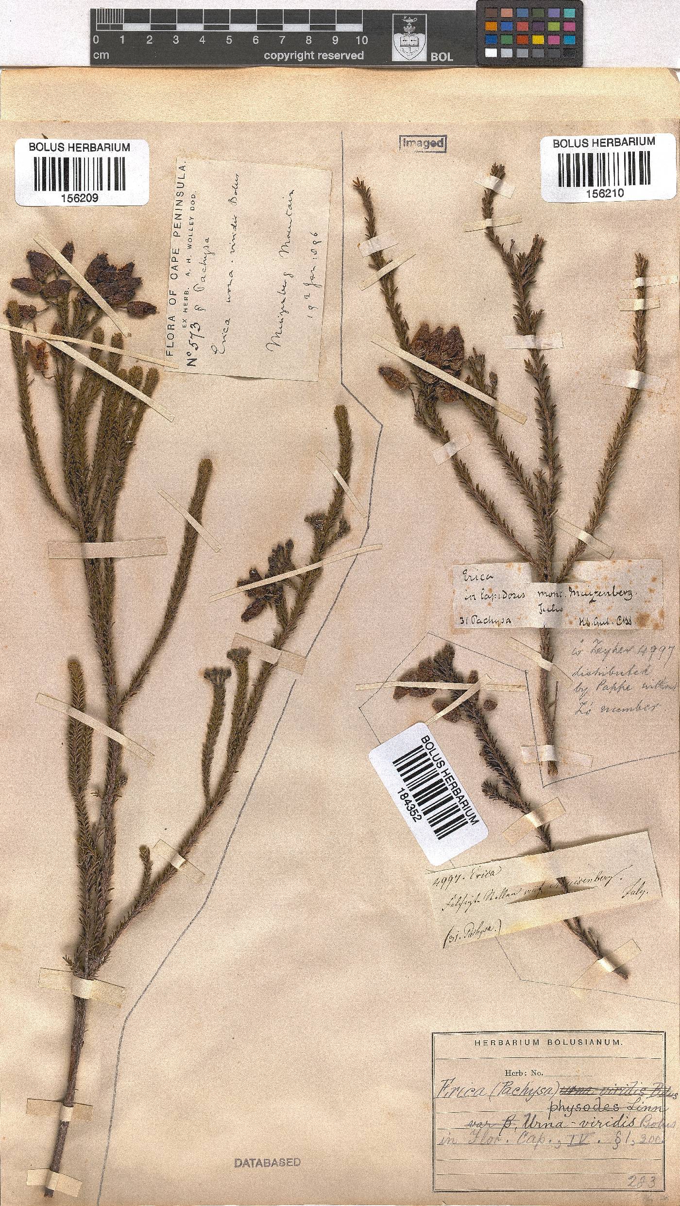 Erica urna-viridis image