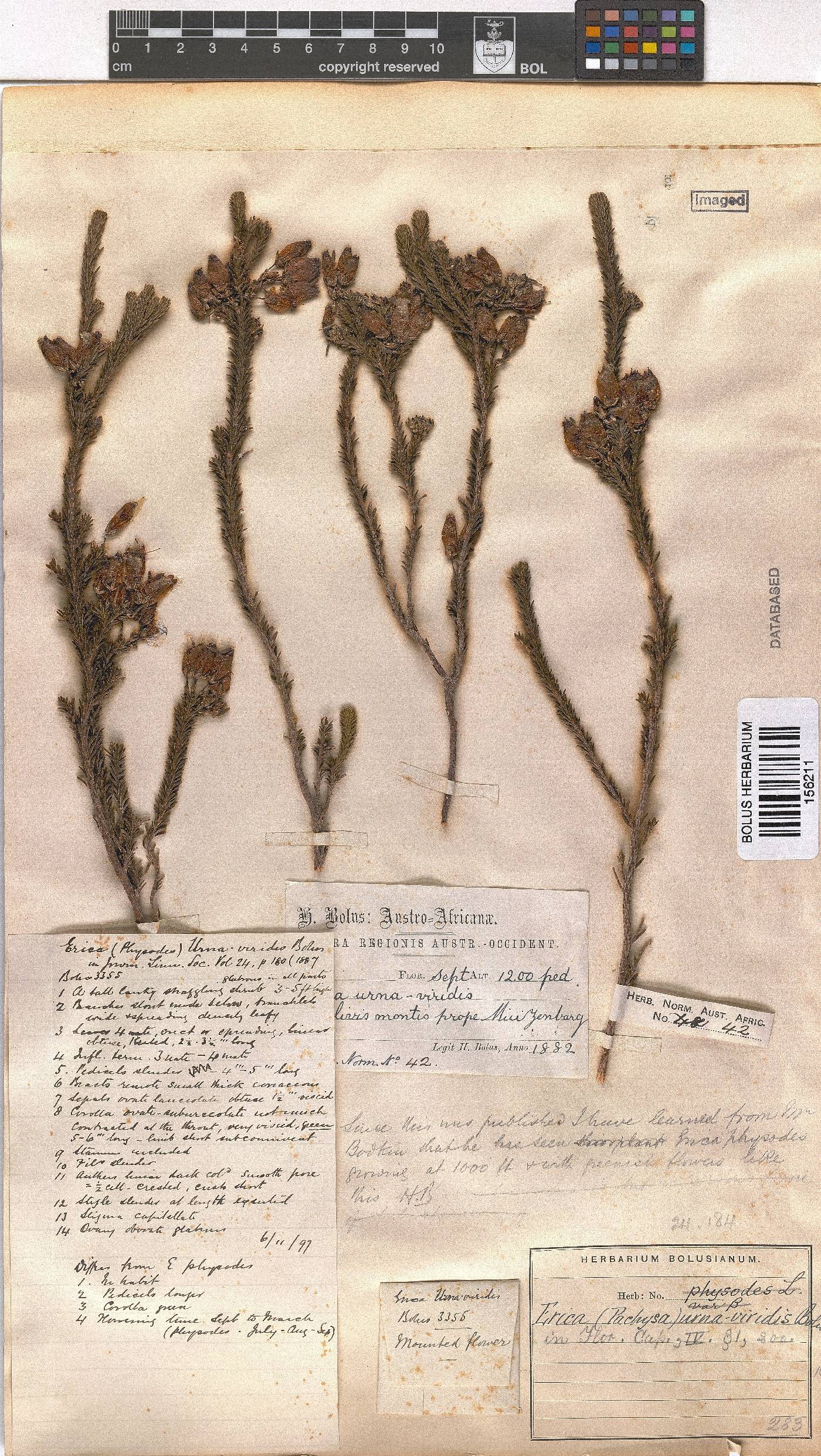 Erica urna-viridis image