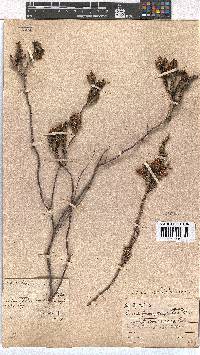 Erica urna-viridis image