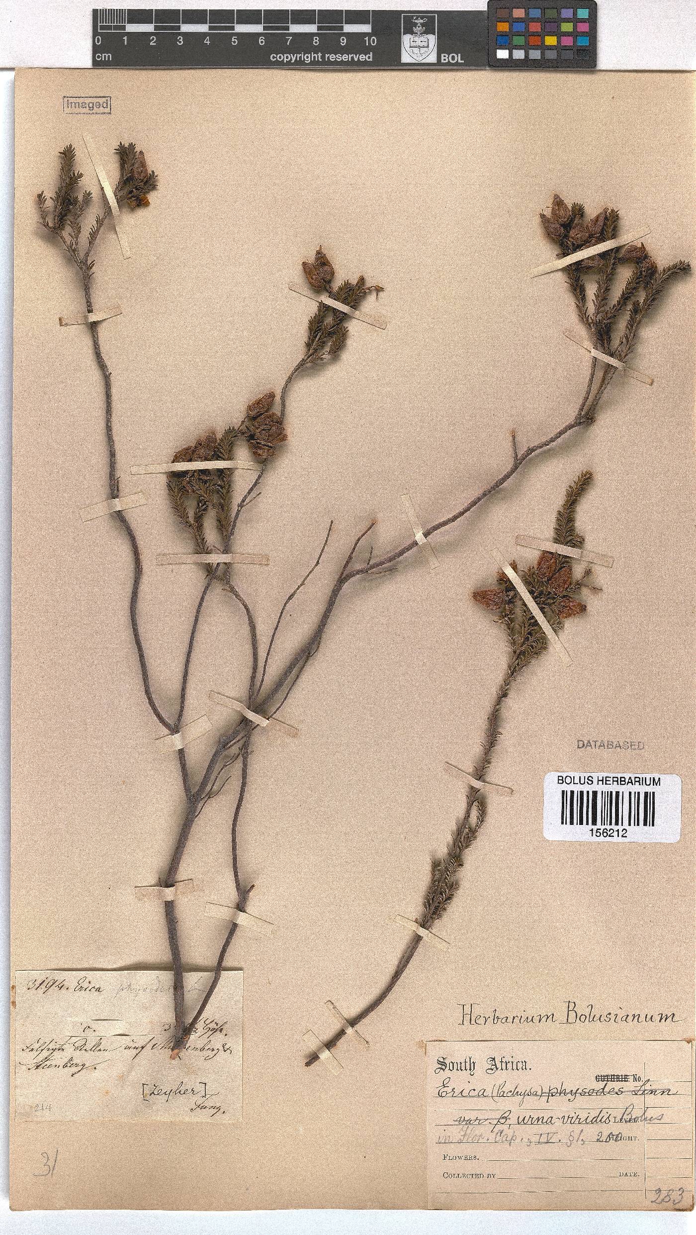 Erica urna-viridis image