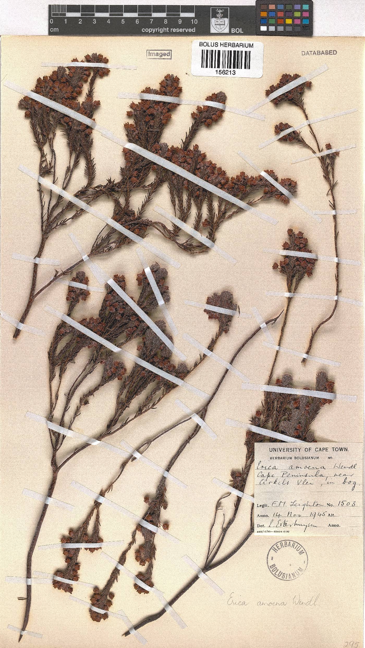 Erica amoena image