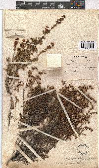 Erica capensis image