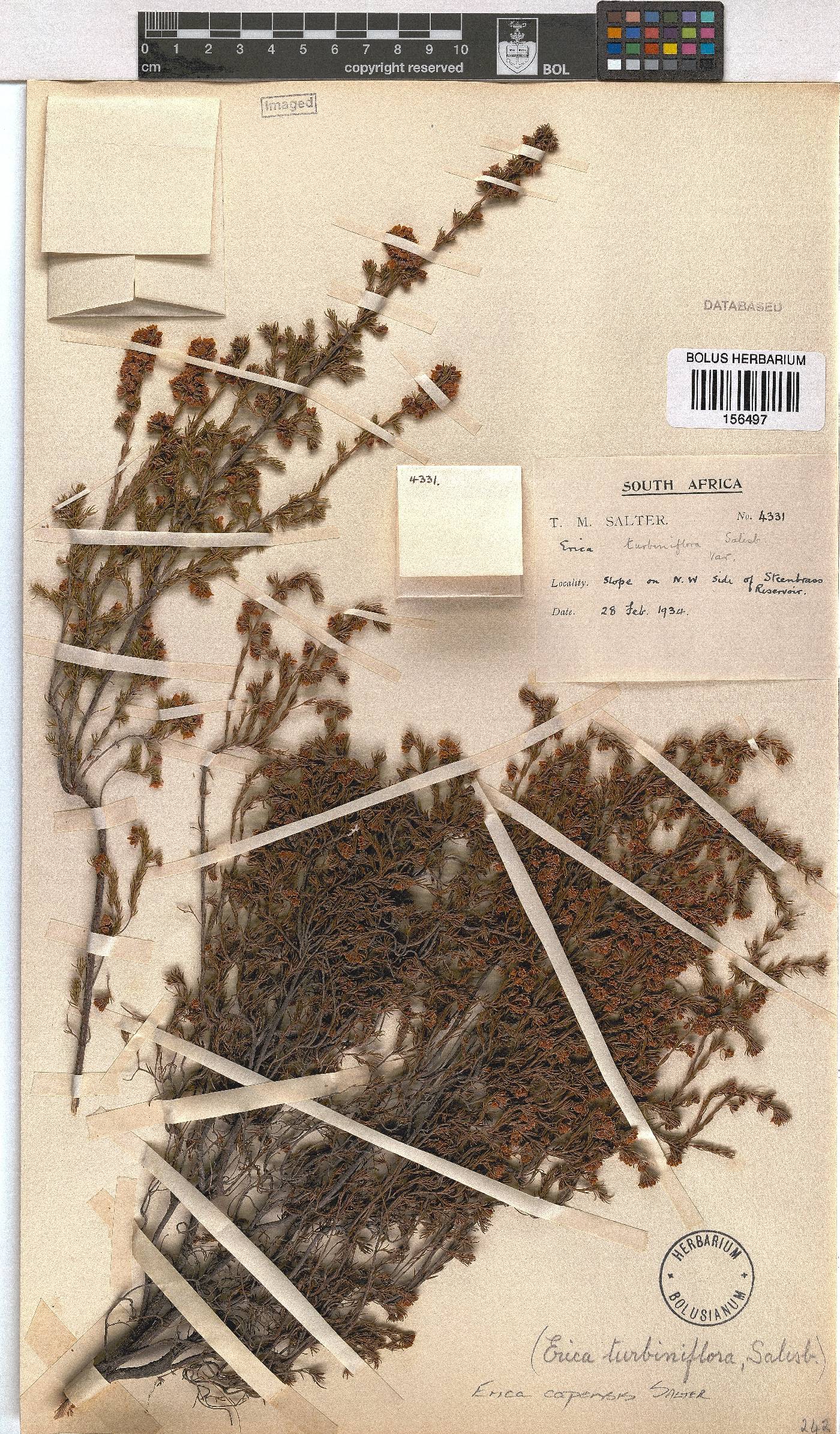 Erica capensis image