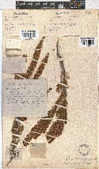 Erica capensis image