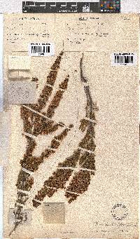 Erica capensis image