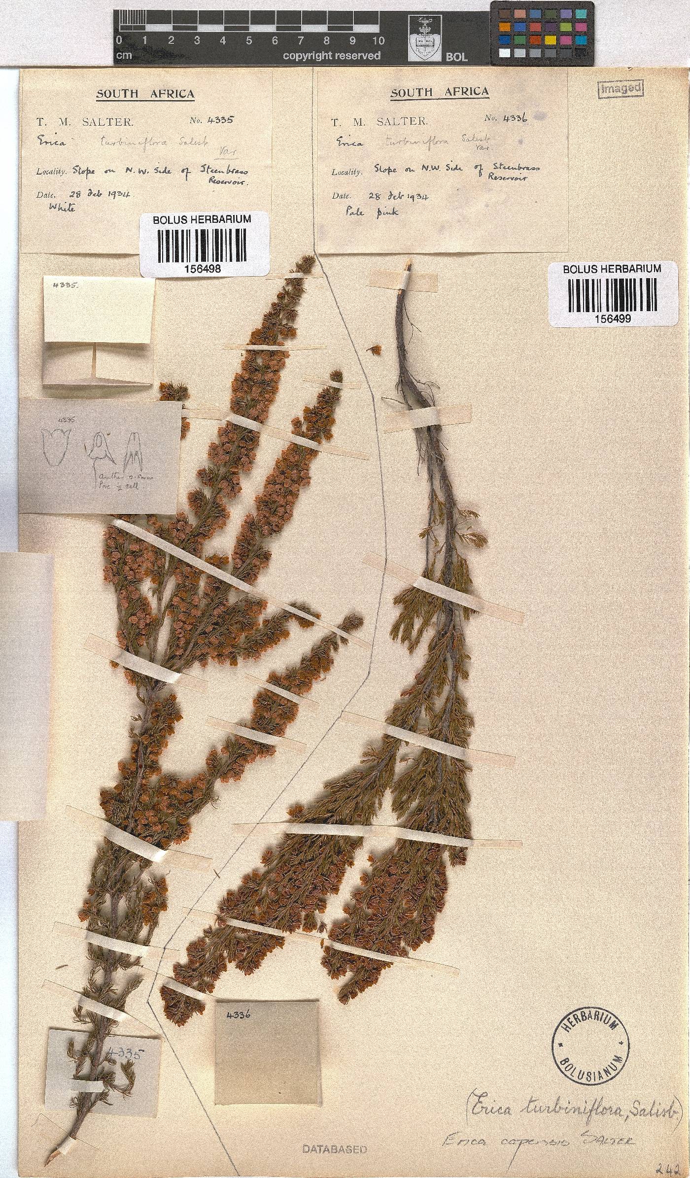 Erica capensis image