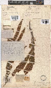 Erica capensis image