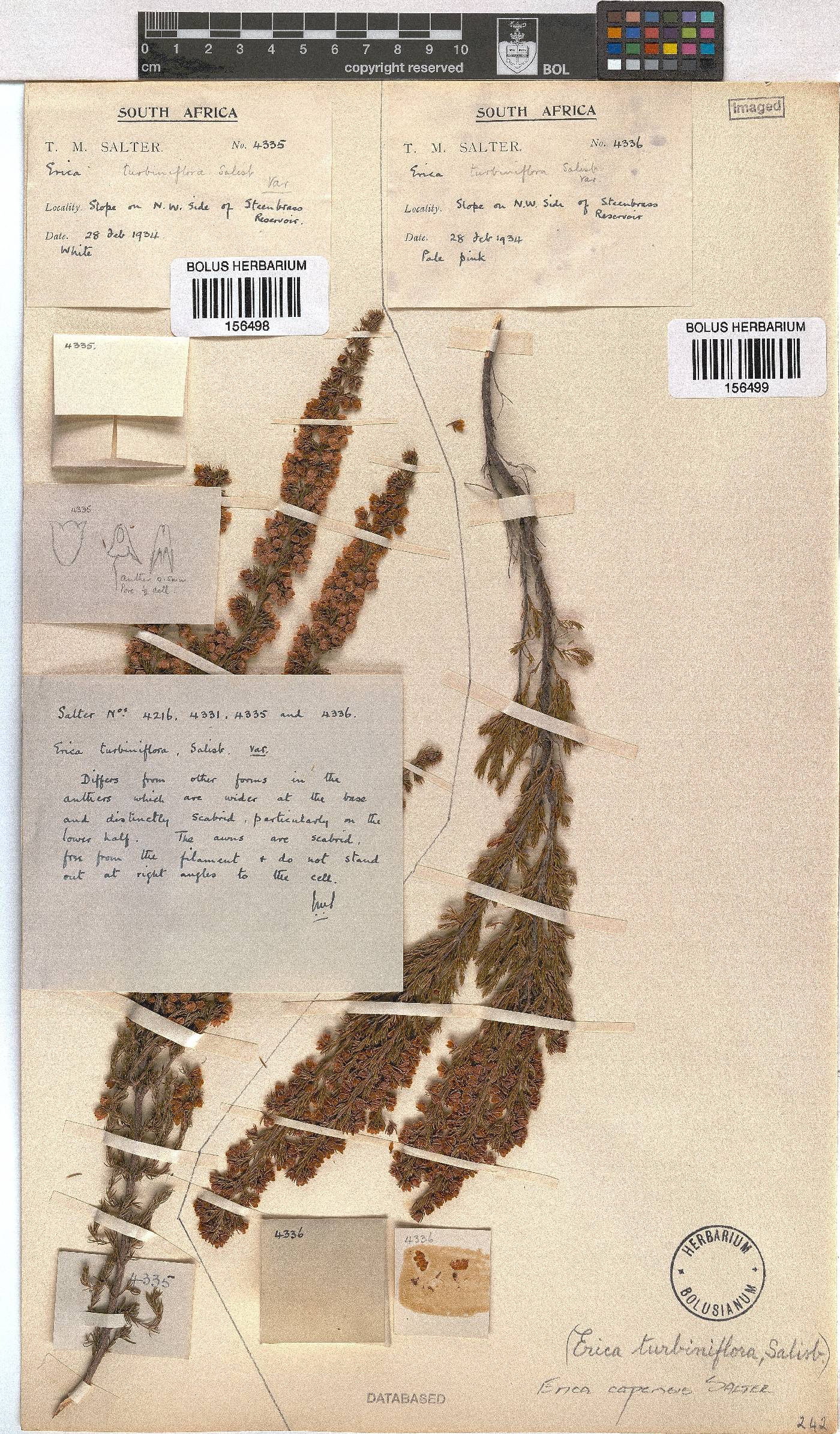 Erica capensis image