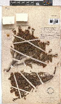 Erica capensis image