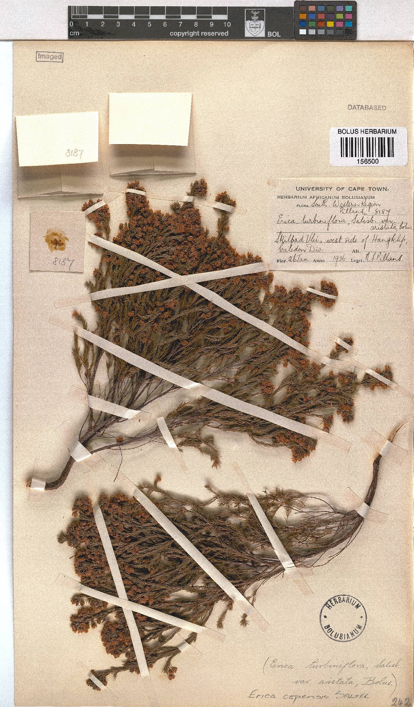 Erica capensis image