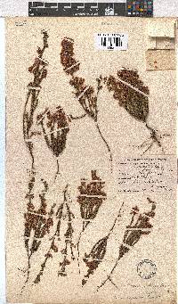 Erica capensis image