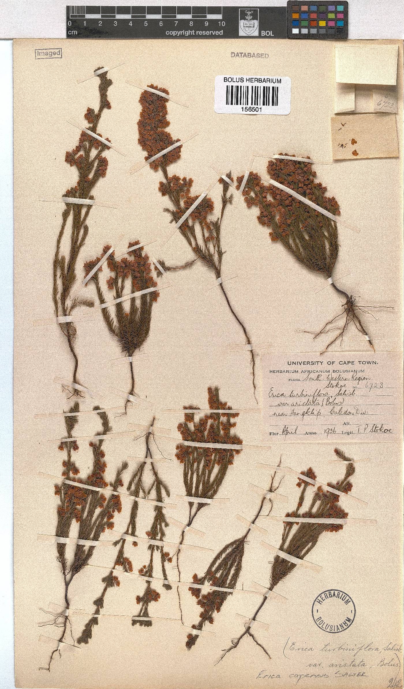 Erica capensis image