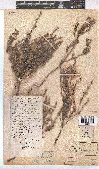 Erica capitata image