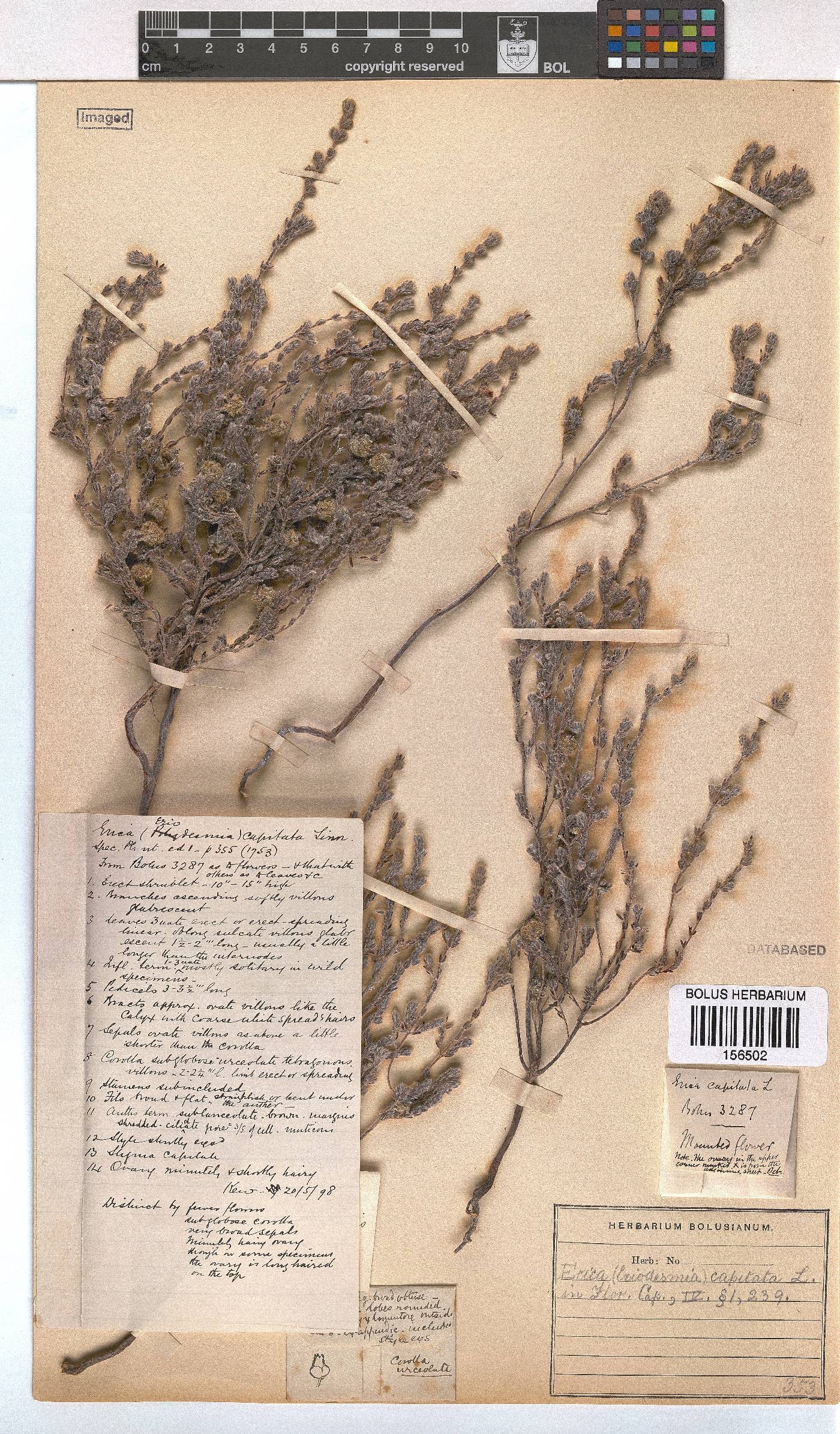 Erica capitata image