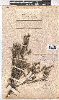 Erica capitata image