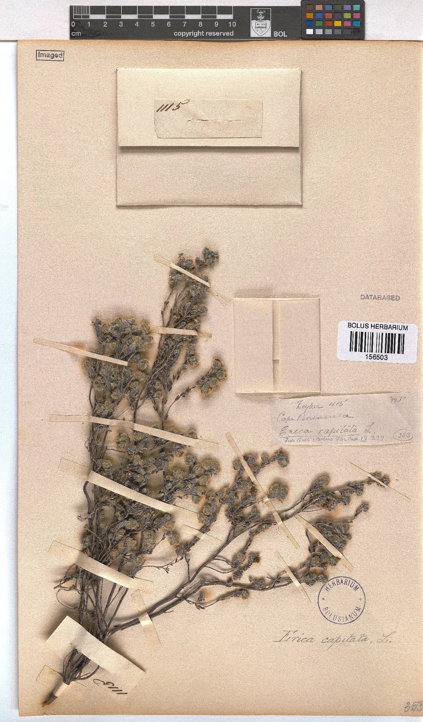 Erica capitata image