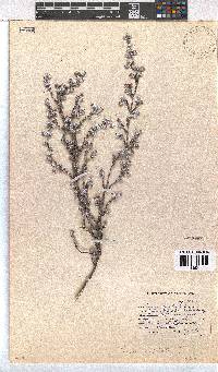 Erica capitata image