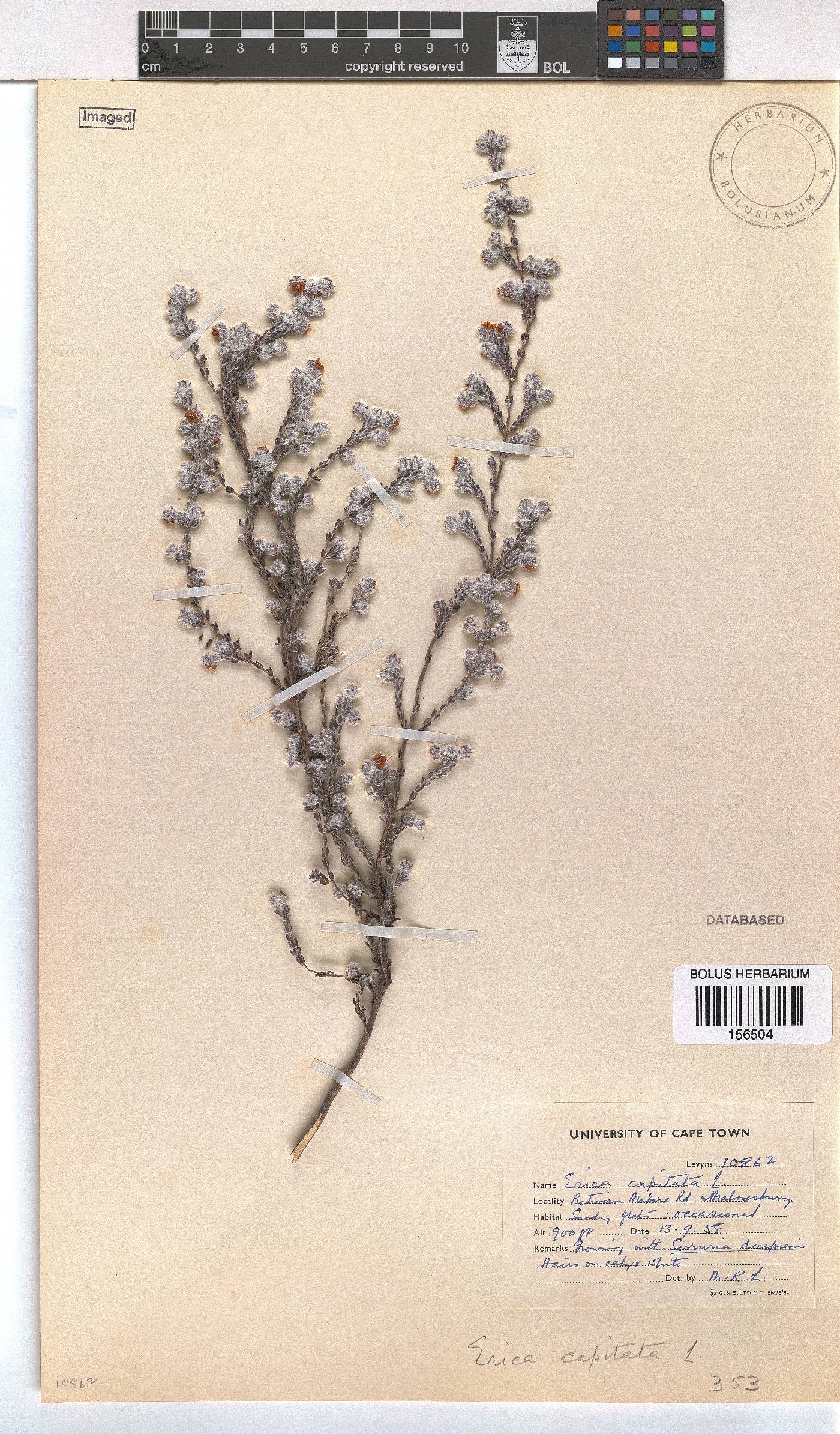 Erica capitata image