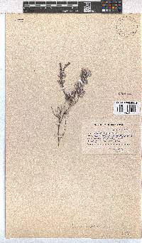 Erica capitata image