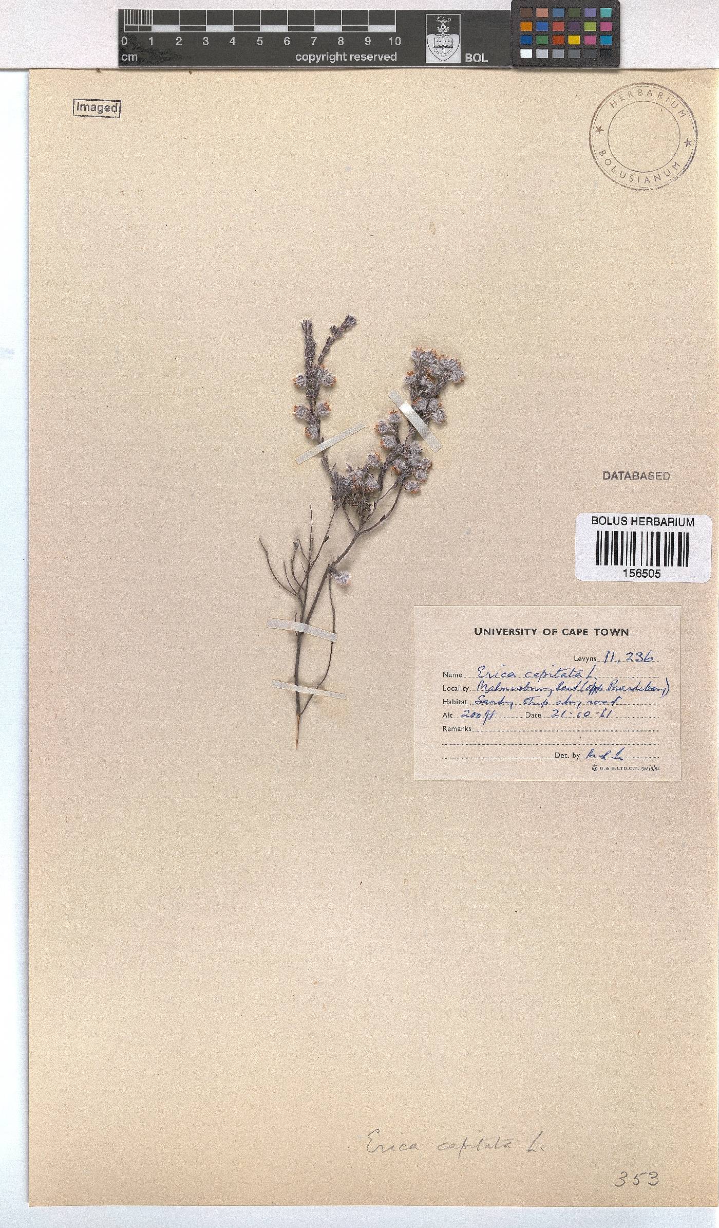 Erica capitata image