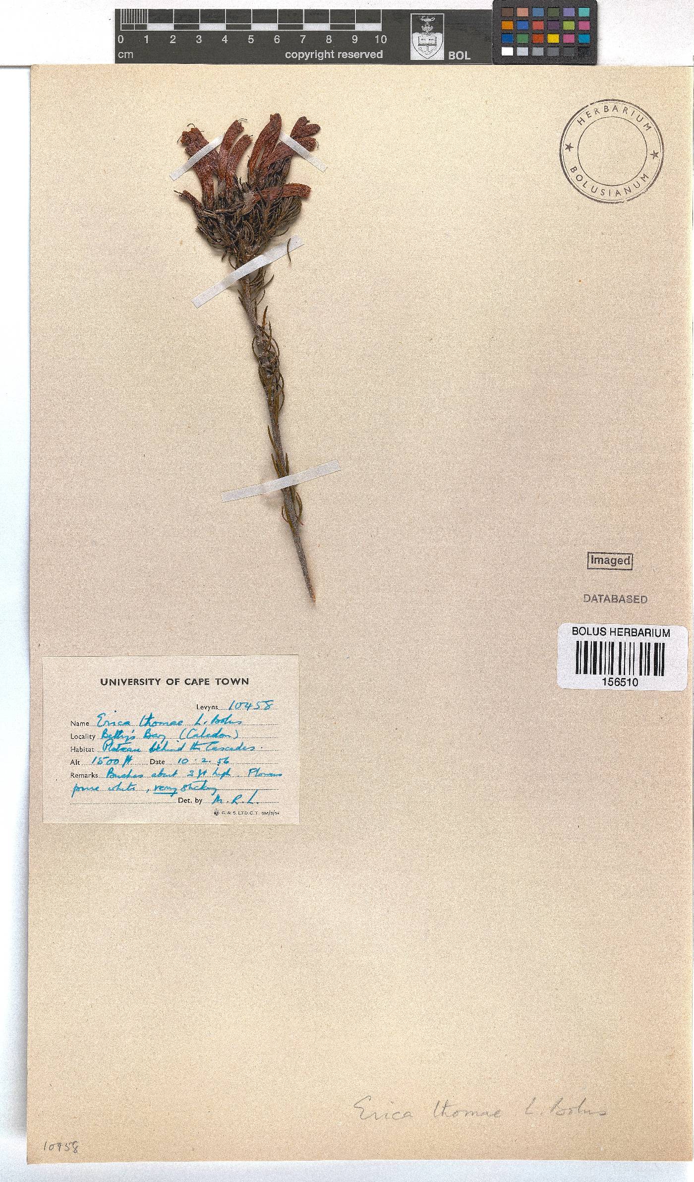 Erica thomae image
