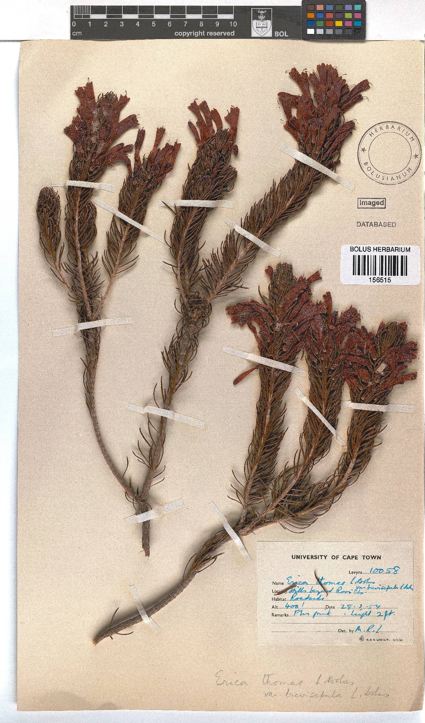 Erica thomae image