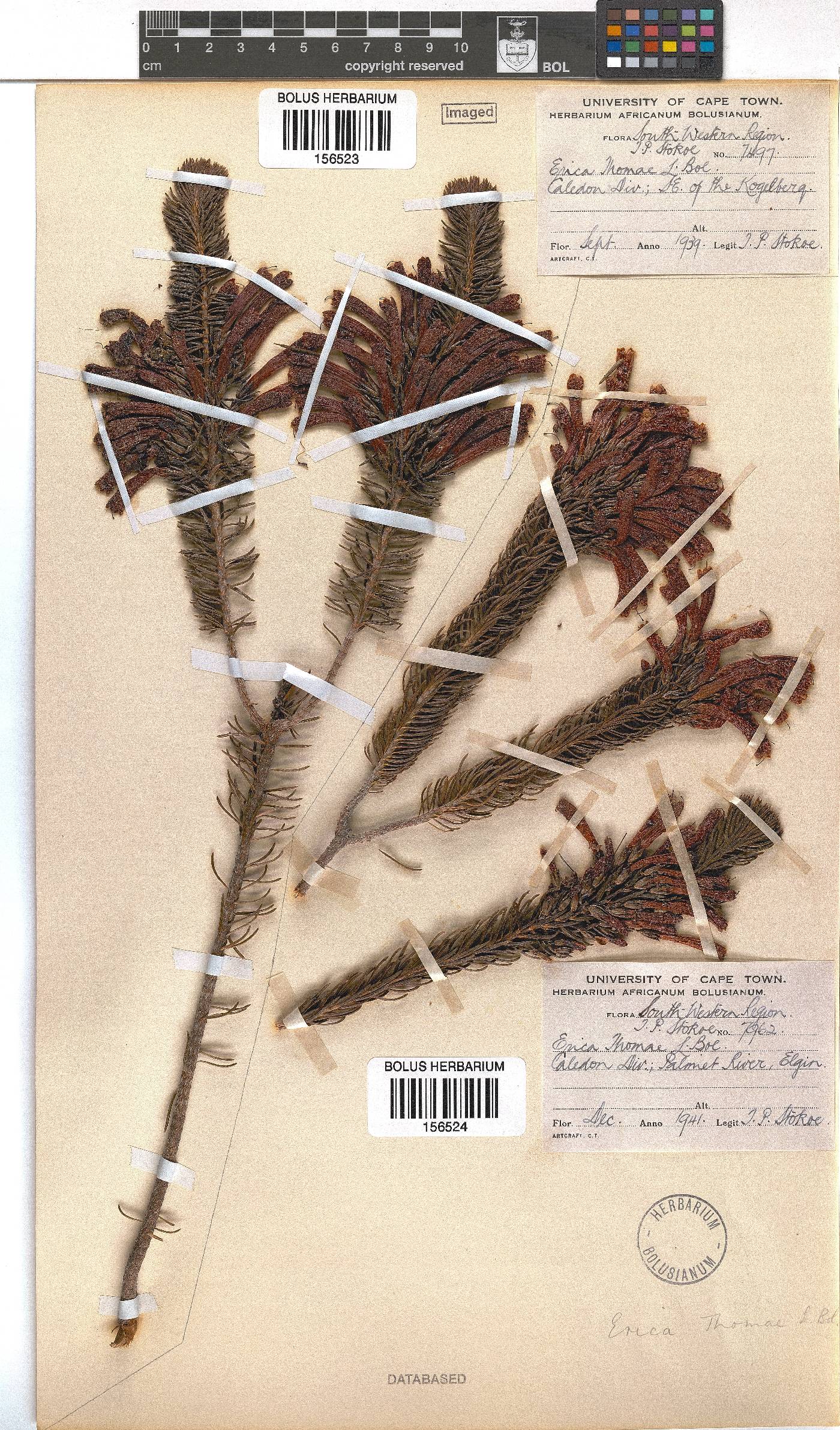 Erica thomae image