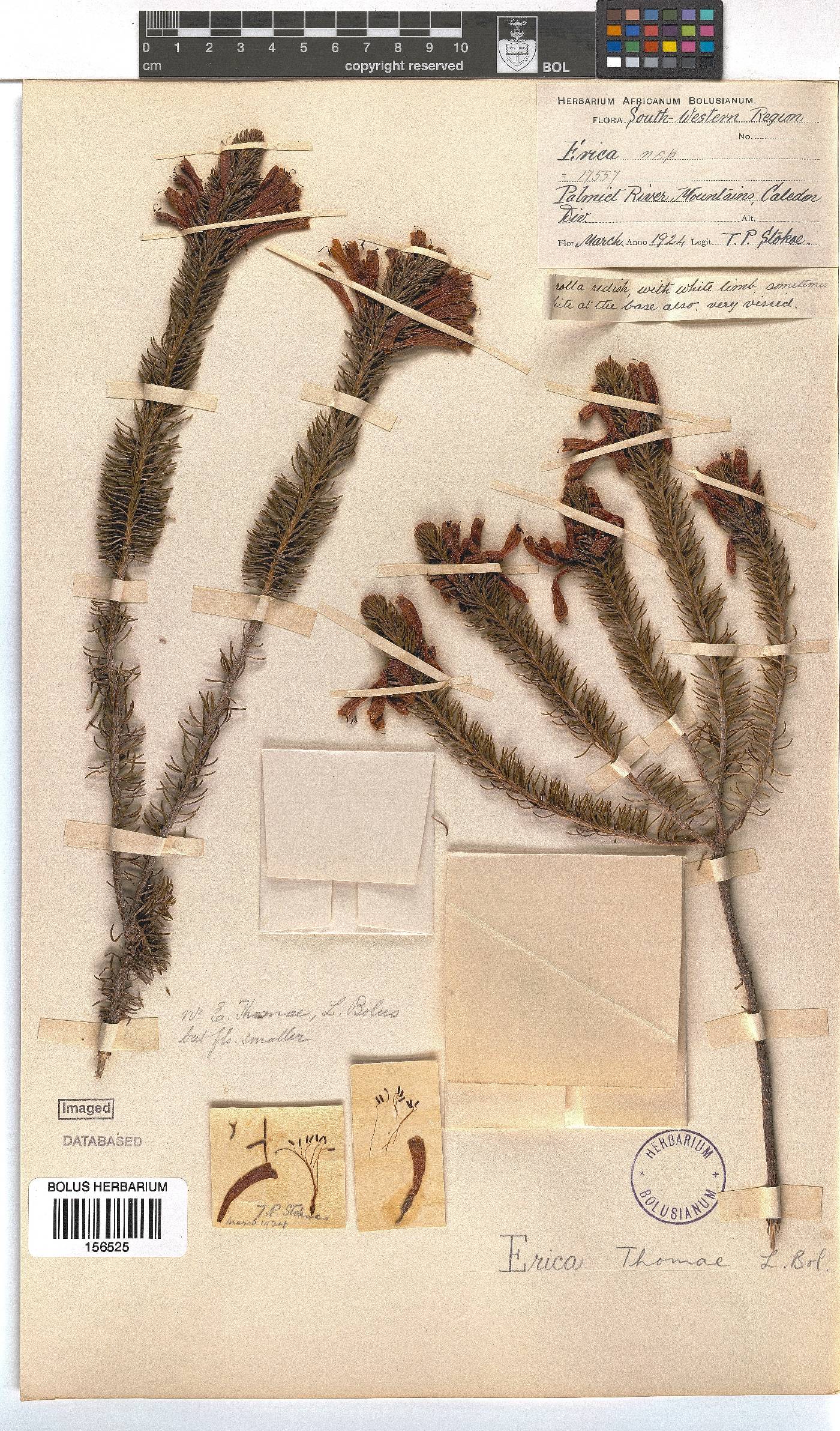 Erica thomae image